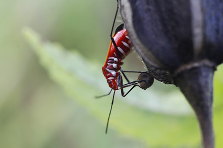 Cotton stainer or Red cotton bugの写真素材