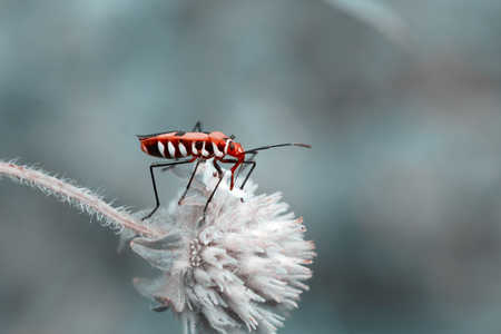 Cotton stainer or Red cotton bugの写真素材