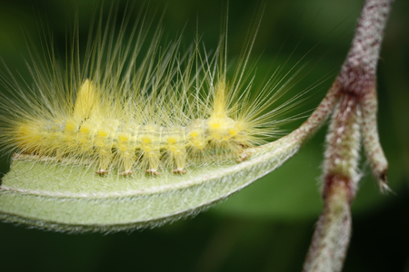 Caterpillar or Saturnia pavoni above a leafの写真素材