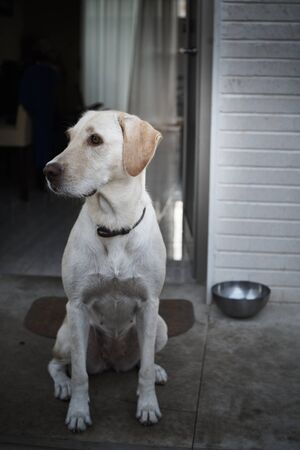 Labrador dog saves the house sitting at the door
