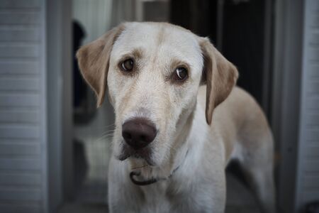 portrait dog labrador color camel with honey color eyesの写真素材