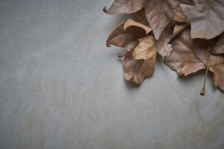 Set of dry autumn leaves in the upper right on a terracotta backgroundの写真素材