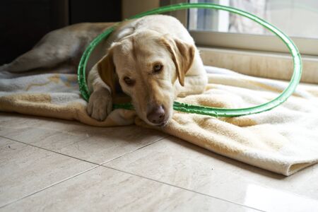 labrador dog plays with a green hoop on a light-colored blanketの写真素材
