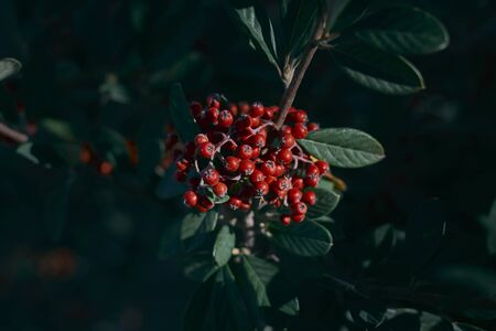 Red berries from Christmas holly, Ilex aquifolium.の写真素材