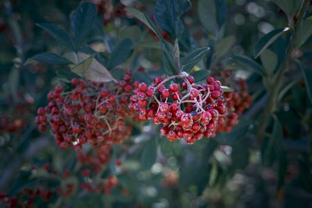 red berries on christmas decoration in the street