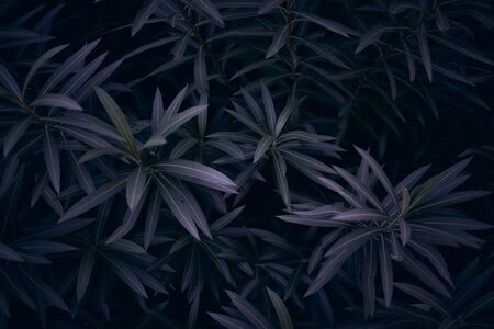 Dark Green Foliage Leaf Background, dark moodの写真素材