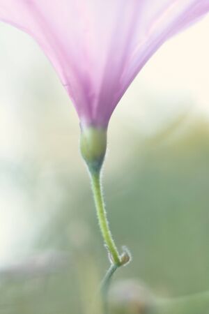 macro photography of bell flower with its stem and selective focus , verticalの写真素材