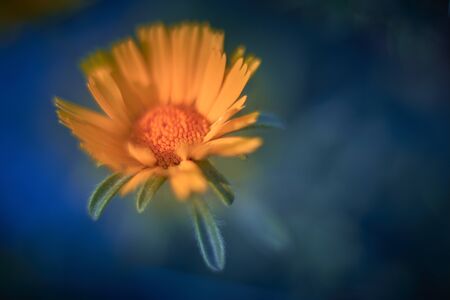 photo macro detail of pallenis maritima , playing with the theory of the yellow blue color, selective focusの写真素材