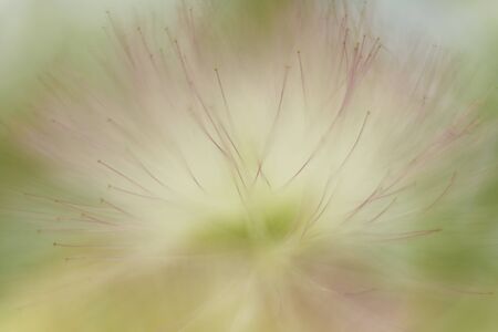 Albizia julibrissin is a species of tree in the family Fabaceae, native to southwestern and eastern Asia. The genus is named after the Italian nobleman Filippo degli Albizzi, who introduced it to Europe in the mid-18th century, and it is sometimes inの写真素材