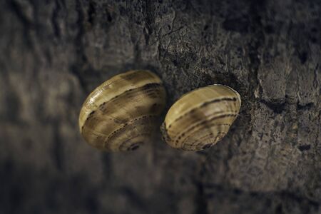two snail shell detail attached to a tree trunk ,macro detail, selective focus, dark backgroundの写真素材