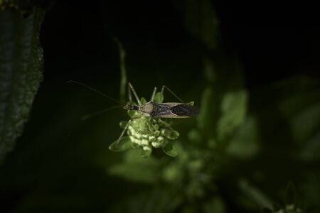 little insect rests on some green leaves, top view .megalotomus quinquespinosus, horizontalの写真素材
