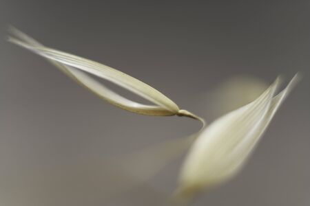 Stems of slender wild oat in the sunset. Avena Barbata Pott ex Link.の写真素材