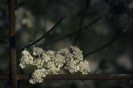Upright Hedge-parsley (Torilis japonica) - Tall, familiar wildflower of Irish country roads, Macroの写真素材