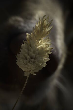 Natural Dried Phalaris Grass Flower Stem Bunch , macro, selective focus, verticalの写真素材