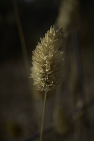 Natural Dried Phalaris Grass Flower Stem Bunch , macro, selective focusの写真素材