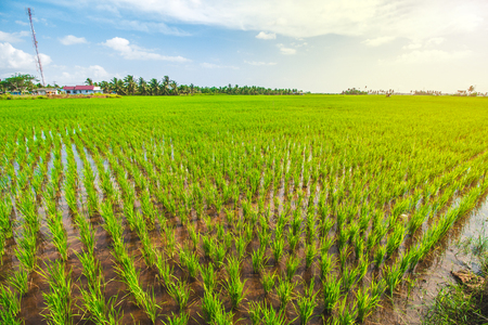 Beautiful Rice Field, Paddy Fieldの写真素材