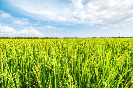Beautiful Rice Field, Paddy Fieldの写真素材