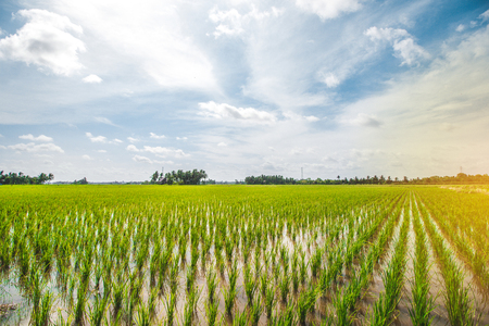 Beautiful Rice Field, Paddy Fieldの写真素材
