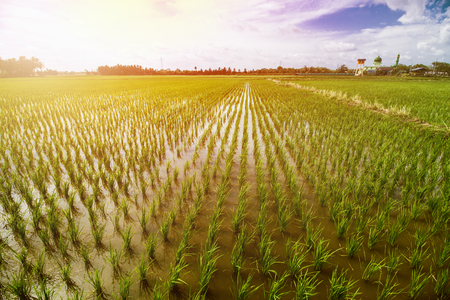 Rice Field Landscape, Paddy Field Landscapeの写真素材