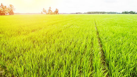 Beautiful Rice Field or Paddy Field Landscapeの写真素材