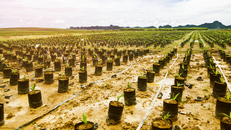Oil Palm Plantation, Oil Palm Seedingの写真素材