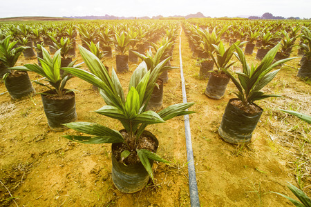 Oil Palm Plantation, Oil Palm Seedingの写真素材