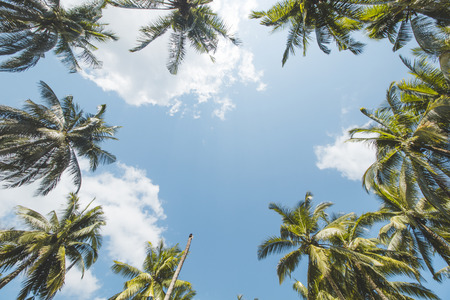 Coconut or Palm Tree and Cloudy Blue Skyの写真素材