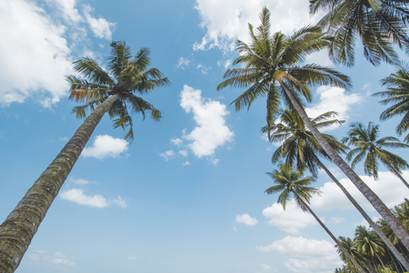 Coconut or Palm Tree, Cloudy Sky and Tropical Beachの写真素材