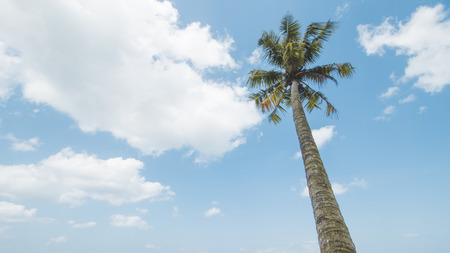 Coconut or Palm Tree and Cloudy Blue Skyの写真素材