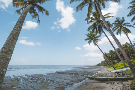 Coconut or Palm Tree, Cloudy Sky and Tropical Mud Beachの写真素材