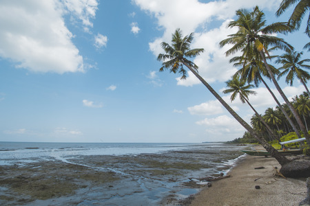 Coconut or Palm Tree, Cloudy Sky and Tropical Mud Beach