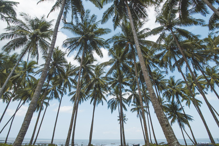 Coconut or Palm Tree, Cloudy Sky and Tropical Mud Beachの写真素材