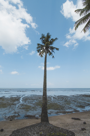 Coconut or Palm Tree, Cloudy Sky and Tropical Mud Beachの写真素材