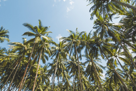 Coconut or Palm Tree and Cloudy Blue Skyの写真素材