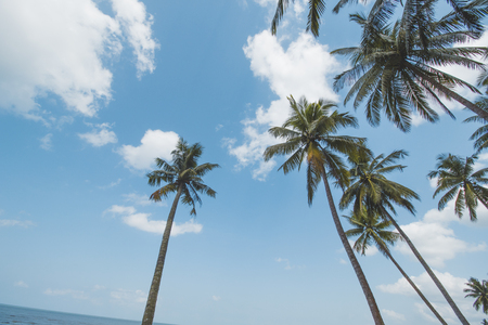 Coconut or Palm Tree and Cloudy Blue Skyの写真素材