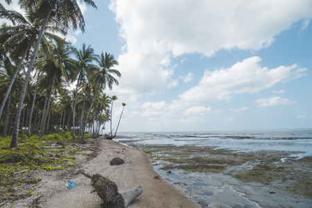 Coconut or Palm Tree, Traditional Wooden Boat, Cloudy Sky and Tropical Mud Beachの写真素材