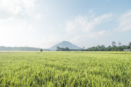 Rice or Paddy Field, Cloudy Blue Sky, and Mountain Landscapeの写真素材