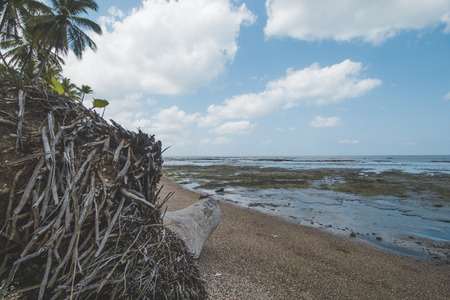 Palm Tree, Cloudy Sky and Tropical Mud Beachの写真素材