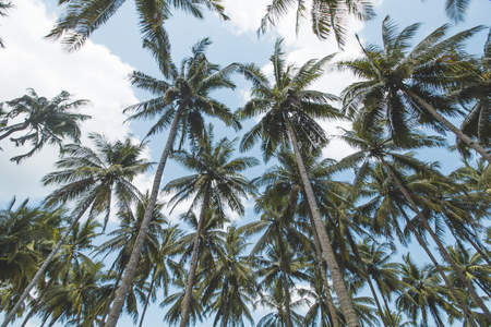 Coconut or Palm Tree and Cloudy Blue Skyの写真素材