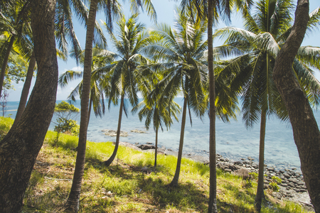 Coconut Tree, Granite Rock, Clear Sea Water and Tropical Beach Landscapeの写真素材