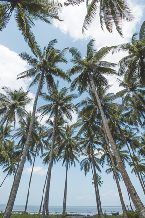 Palm or Coconut Tree, Cloudy Blue Sky and Tropical Mud Beachの写真素材