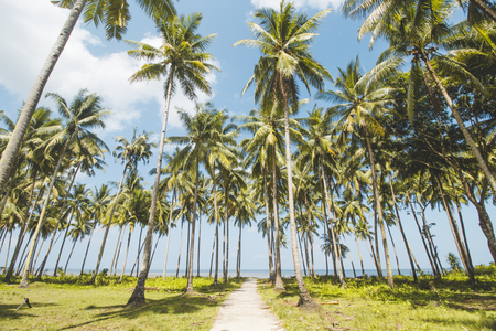 Palm or Coconut Tree, Cloudy Blue Sky and Tropical Mud Beachの写真素材