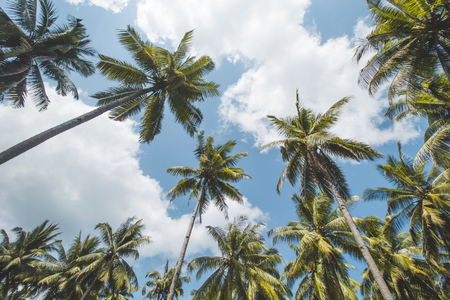 Coconut or Palm Tree and Cloudy Blue Skyの写真素材