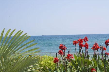 Amazing red flowers near sea の写真素材