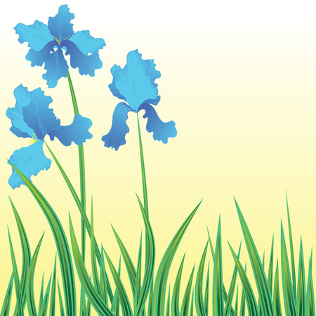 Floral background with blooming flowers iris. Vector illustration.のイラスト素材