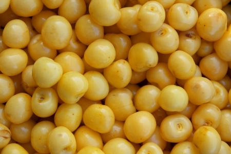 Yellow cherry background. Vector illustration. Element for design.の写真素材