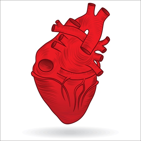 Heart human body anatomy red sketch isolated on white background as medical health care symbol of cardiovascular organ  Valentine vector button or icon のイラスト素材