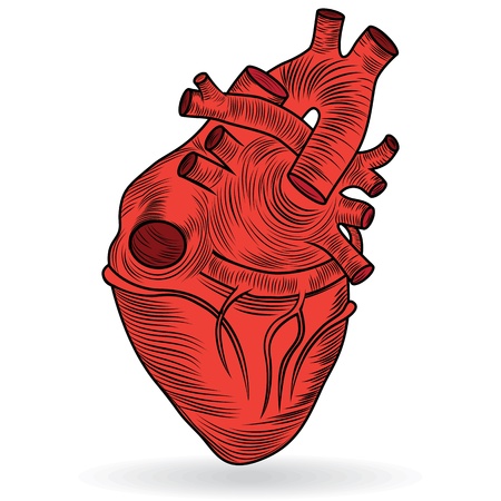 Heart human body anatomy red sketch isolated on white background as medical health care symbol of cardiovascular organ  Valentine  button or icon のイラスト素材