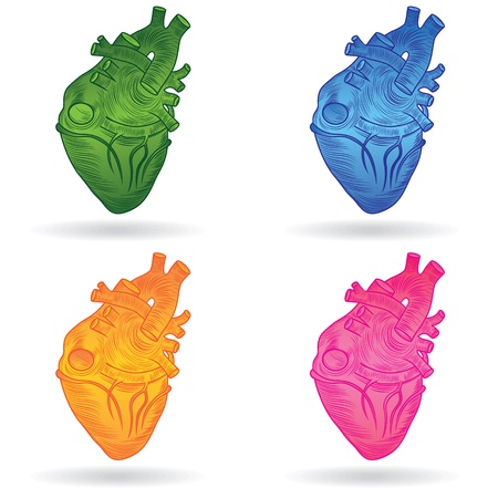 Heart human body anatomy sketch set isolated on white background as medical health care symbol of cardiovascular organ  Valentine  button or icon のイラスト素材