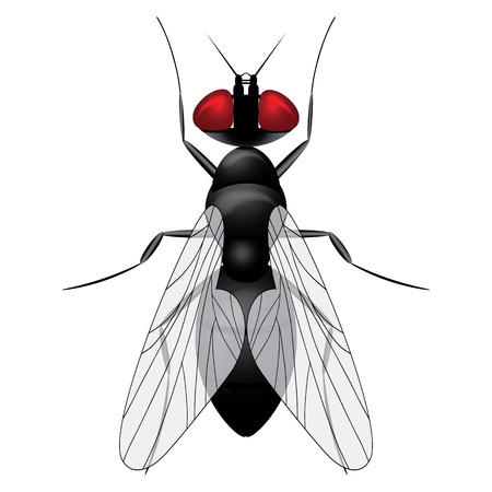 Fly insect sketch symbol illustration. Housefly icon design.のイラスト素材